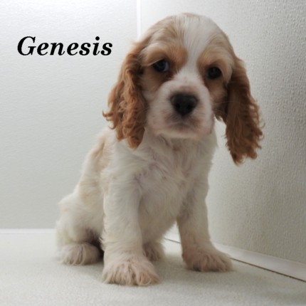 puppy, for, sale, Cocker Spaniel, Joe & Cherri  Overlease, dog, breeder, Miller, MO, dog-breeder, puppy-for-sale, forsale, nearby, find, puppyfind, locator, puppylocator, aca